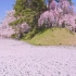 你敢信这是实景？日本樱花季确实是不可替代之美~
