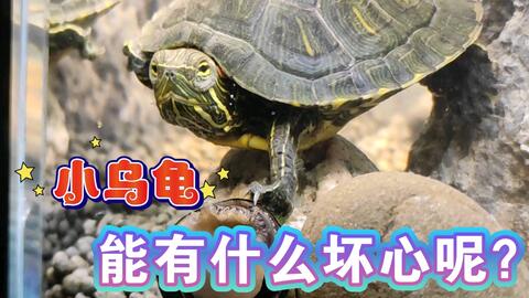 乌龟为什么不能两只一起养 0741f0cea56c544314afe6cfad8f9d9d7aa17008.jpg@480w_270h_1c