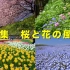 4K 花の风景 2017摄影剪辑  Beautiful Cherry Blossoms & Flowers