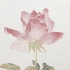 【国画】没骨法笔下的玫瑰花，方法简单效果好
