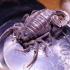 【蝎子】多绒副杀牛蝎（Parabuthus villosus）幼体捕食