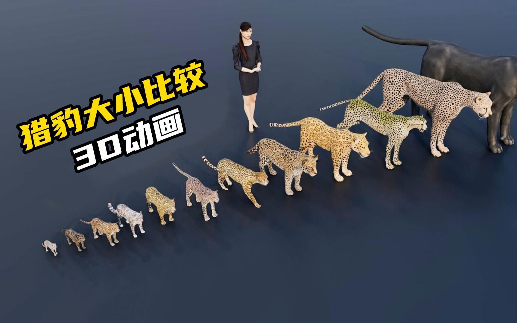 猎豹大小比较，3D动画！！！