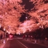 2K唯美城市樱花景观夜景效果