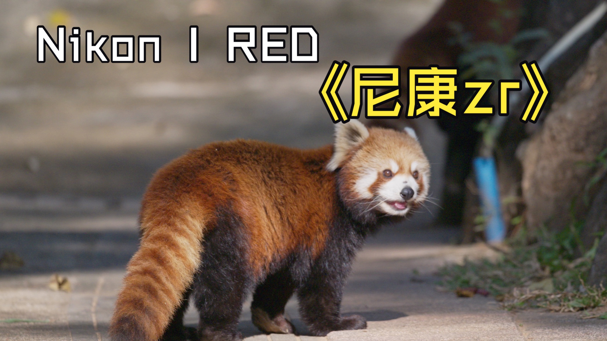 带着尼康ZR在广州动物园可以拍到什么呢？