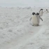 企鹅走路真的太可爱了