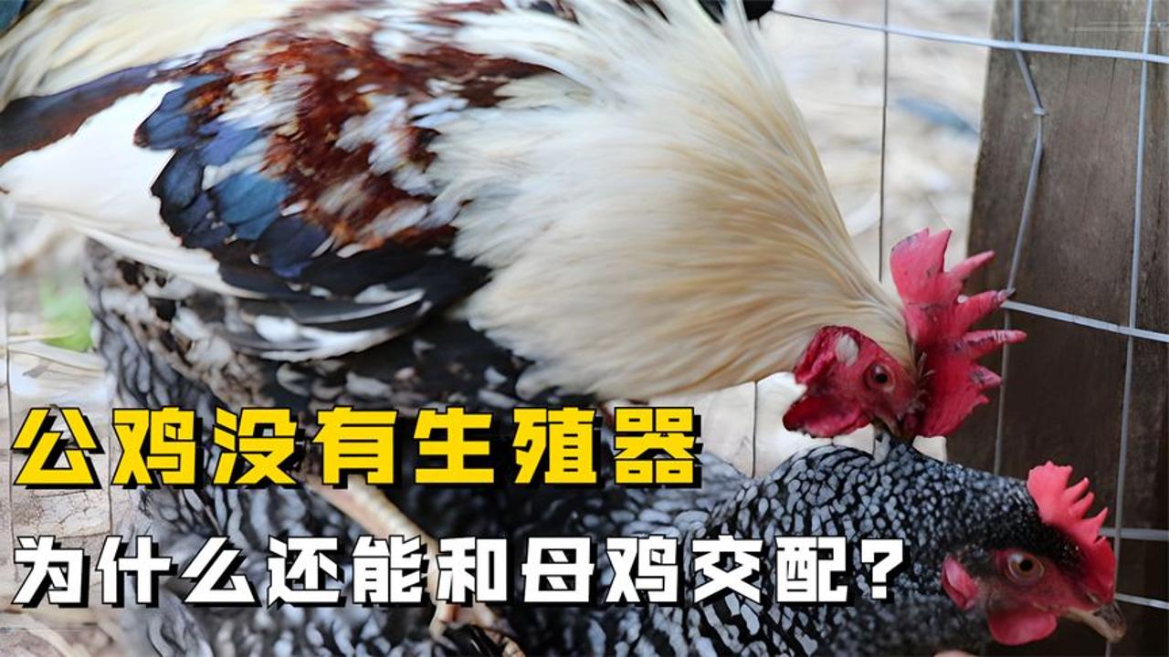 为什么公鸡没有生殖器，却还能和母鸡交配？它们是如何繁殖后代的