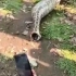 大蛇吃人的表演。