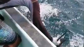 海洋公园视频怎么剪 079dcfdb9a0a533266f9aa23c7552465fdb58241.jpg@280w_158h_1c_100q.jpg