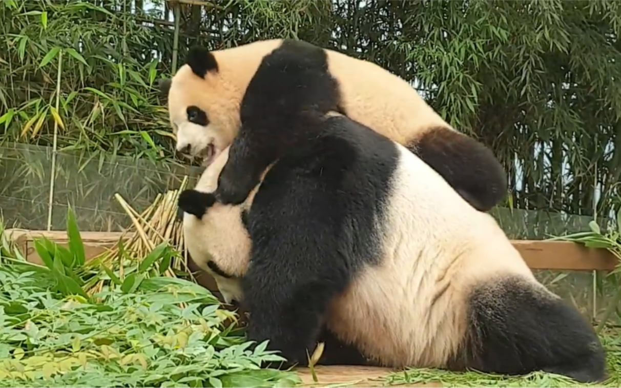 210901 大熊猫福宝爬妈妈山 好脾气的华妮想打但是忍住了(笑死) 还把正在吃的竹子让给了福宝