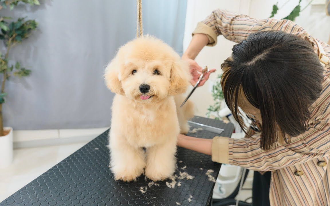 修勾理发店🐶一大波毛绒小狗袭来 狗狗美容院迎来小可爱