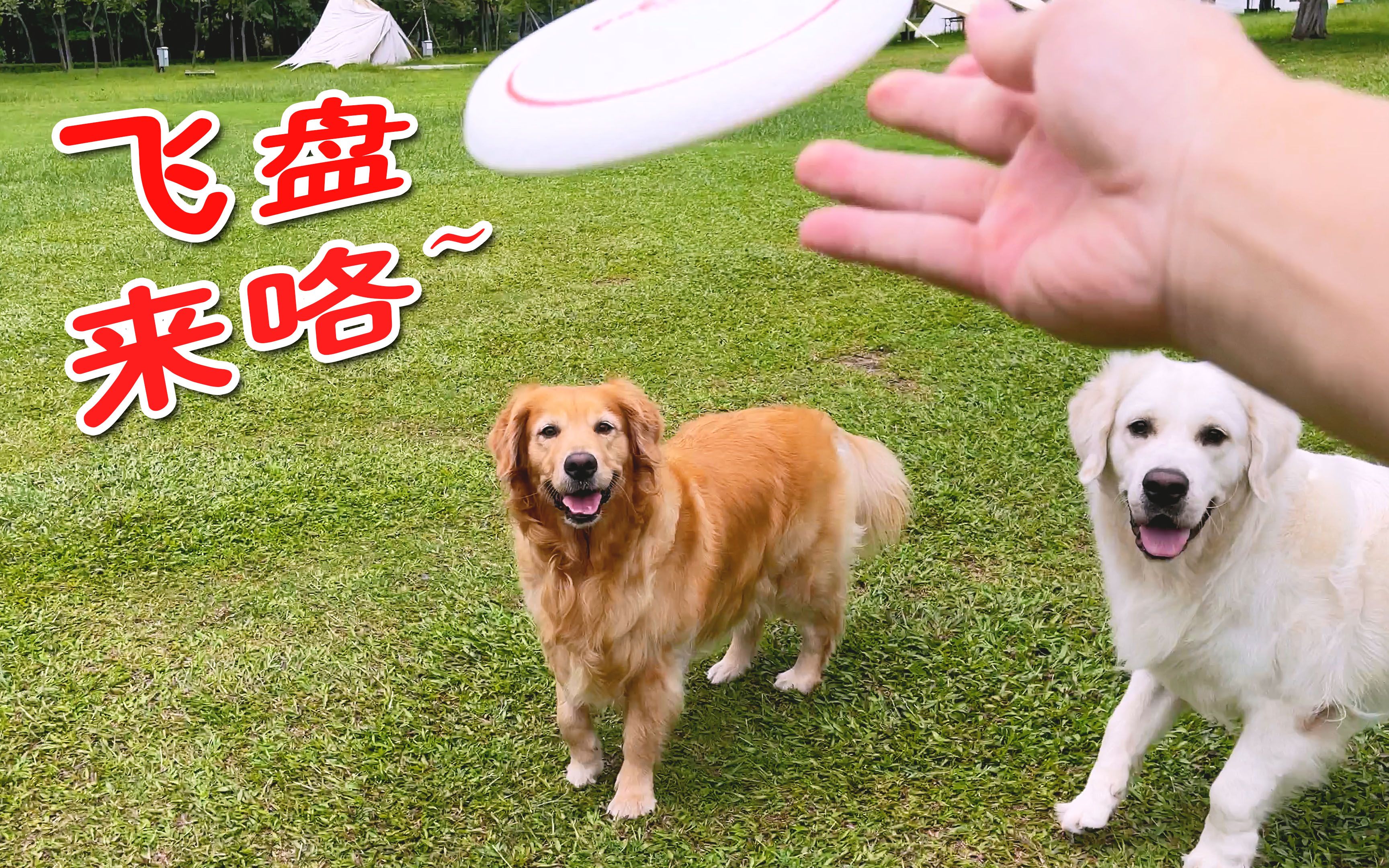 金毛第一次玩接飞盘，能接住吗？