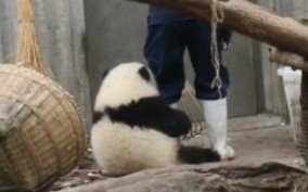 【大熊猫和花】撒娇精花花：紧紧抱住奶妈的大腿