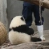 【大熊猫和花】撒娇精花花：紧紧抱住奶妈的大腿