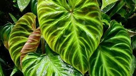 生态缸的植物一直死怎么办 07f588a00c5c008149f6bfc0eed85c4c8ef1fda8.jpg@280w_158h_1c_100q.jpg