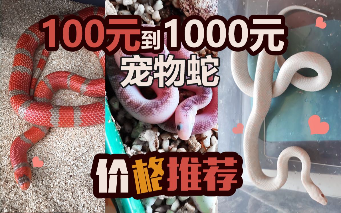 【宠物蛇】入门推荐，价格全析，怎么找便宜的蛇，100到一万都可以买什么蛇