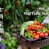 【种族天赋种菜】 - 七月蔬菜大丰收，茄子，萝卜，青椒，黄瓜，青蒜，莴笋