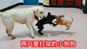 081daa4b28f8091bcbacab91fb6c7418f9874863.jpg@280w_158h_1c_100q.jpg
