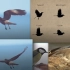 【鸟类动画参考】飞禽，鸟类飞翔动画参考