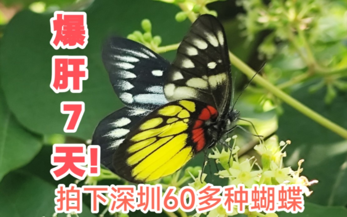 爆肝7天,拍下深圳60多种蝴蝶哔哩哔哩bilibili