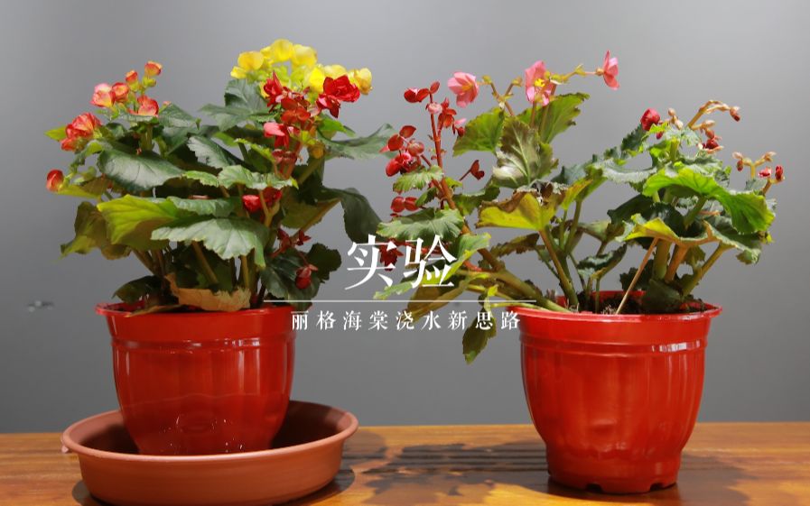 丽格海棠为什么总养不好，学会这个浇水绝招，能开大半年！