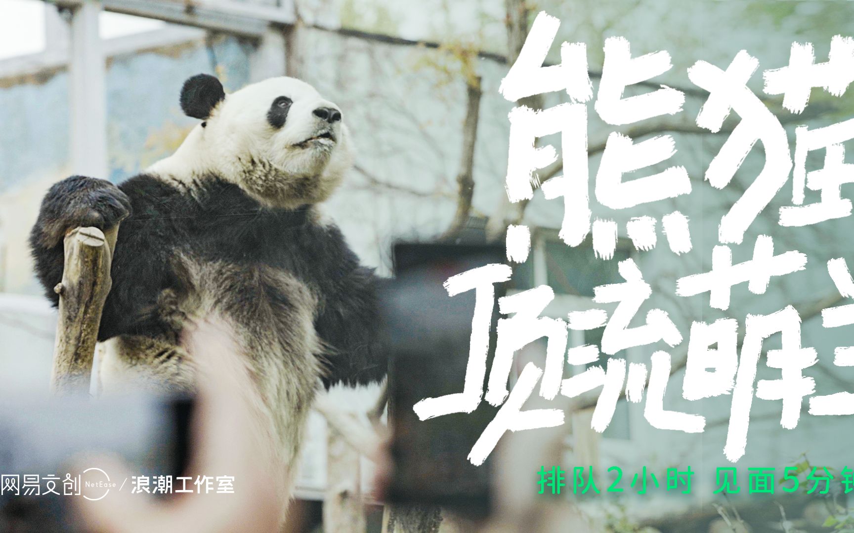 百万流量熊猫，萌兰凭啥火出圈？北京动物园24小时观察