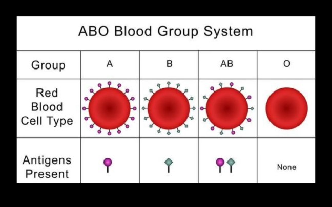 O型血与万能血型