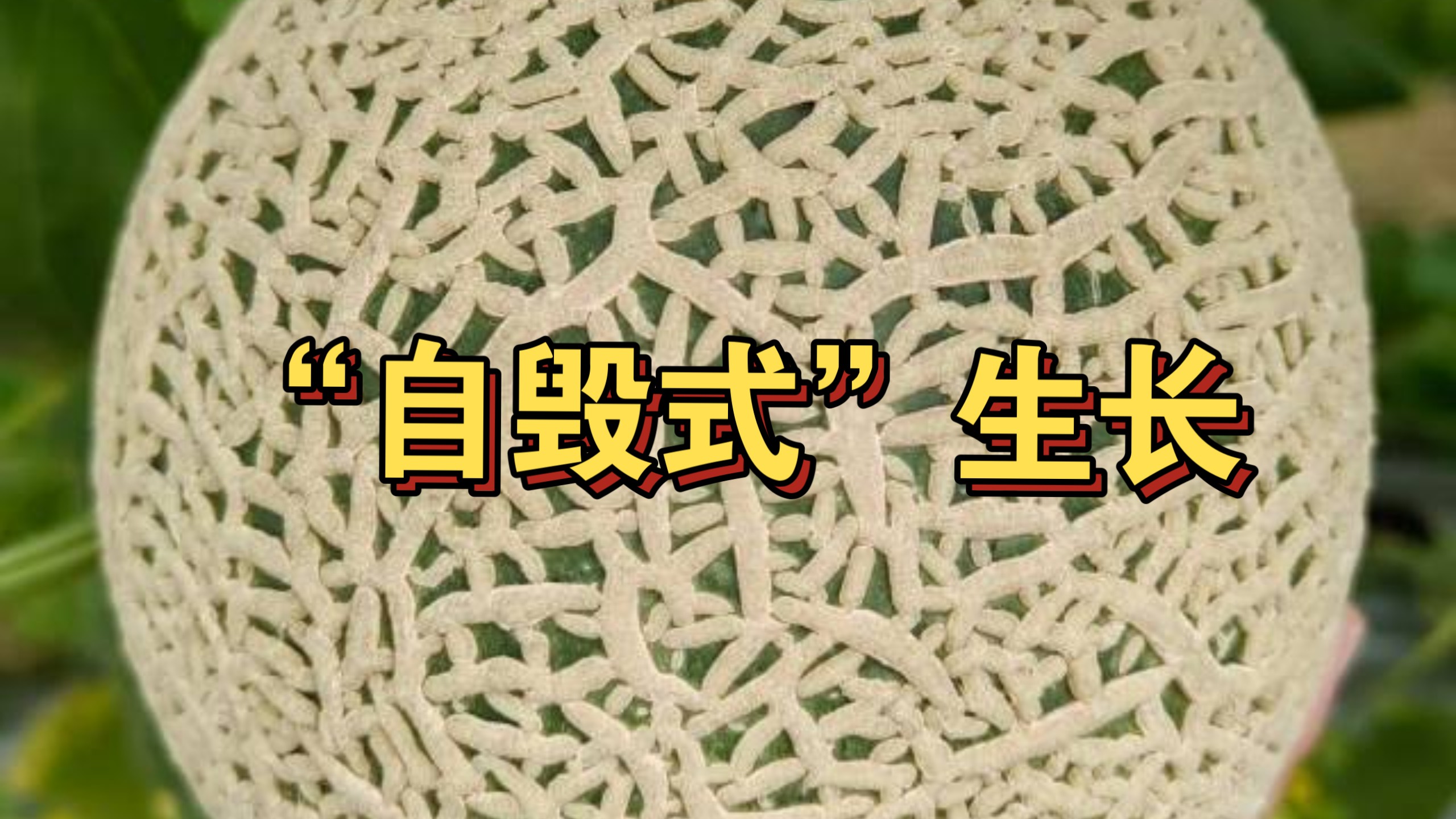 网纹瓜的纹，是伤痕，更是品质的象征