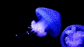 08632487799af0c33ac43b208895852a365d5cc9.jpg@280w_158h_1c_100q.jpg