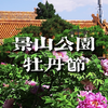 景山公园牡丹节，百花丛中最鲜艳