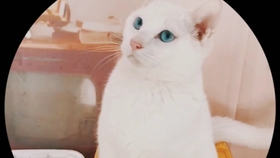 猫咪救助视频全过程 08668233e2e67ba3bd7da4bdae366ae56904caa5.jpg@280w_158h_1c_100q.jpg