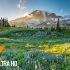 4K雷尼尔山国家公园-自然放松视频，夏季风景-
