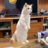 萌猫-可爱有趣的猫咪视频top合集