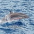 海上暴走族：弗氏海豚 Fraser's dolphin