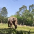 广州动物园-大象