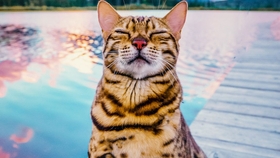 Tabby Cats - The Mesmerizing World of Feline Beauty