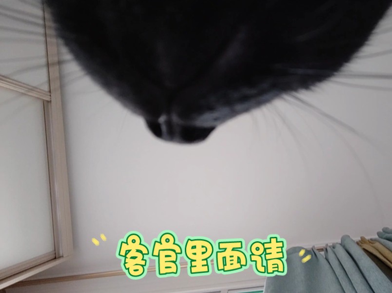 快进来听小猫咪的呼噜声