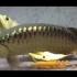 金龙鱼的繁殖过程