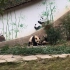 雅安大熊猫繁育研究基地