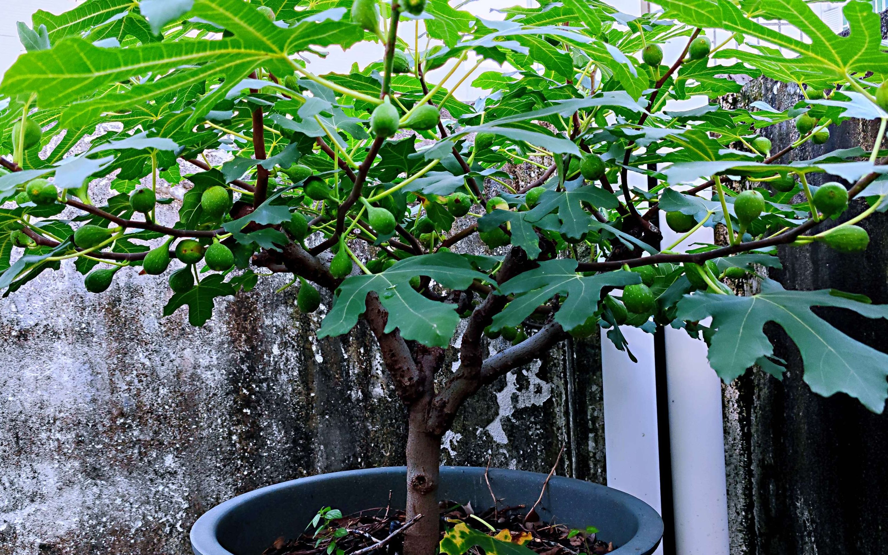 『无花果“不孕之谜”』无花果千万别打头，头旺才能果旺