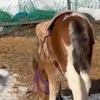 贴贴完就走了的小葵