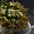 鳞叶卷柏 Selaginella lepidophylla 遇水4小时复活  俗名：还魂草 耶利哥玫瑰，沙漠植物