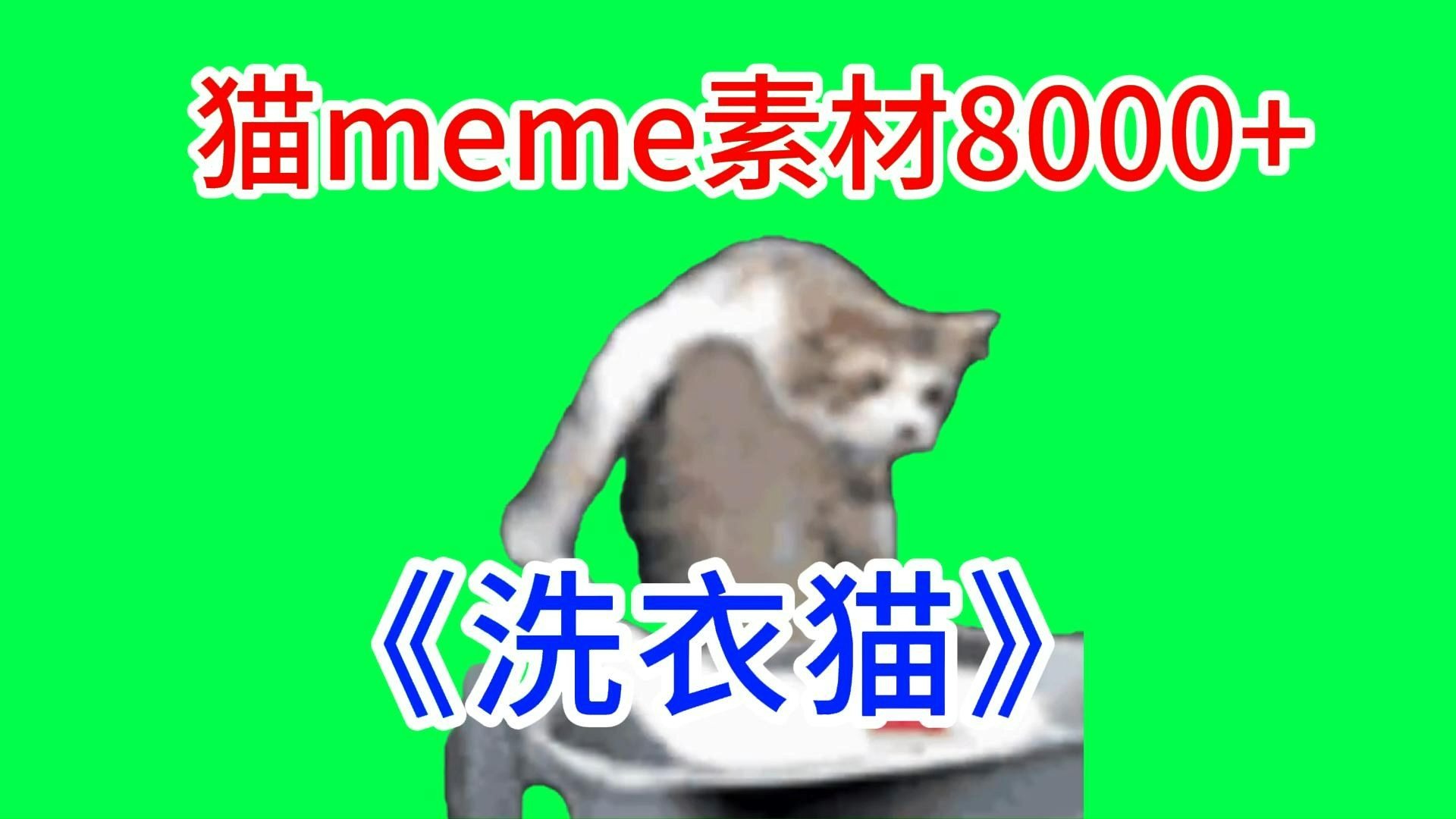 【洗衣猫！】猫meme绿幕素材完整分享～，猫meme素材整合分享，合集分享！