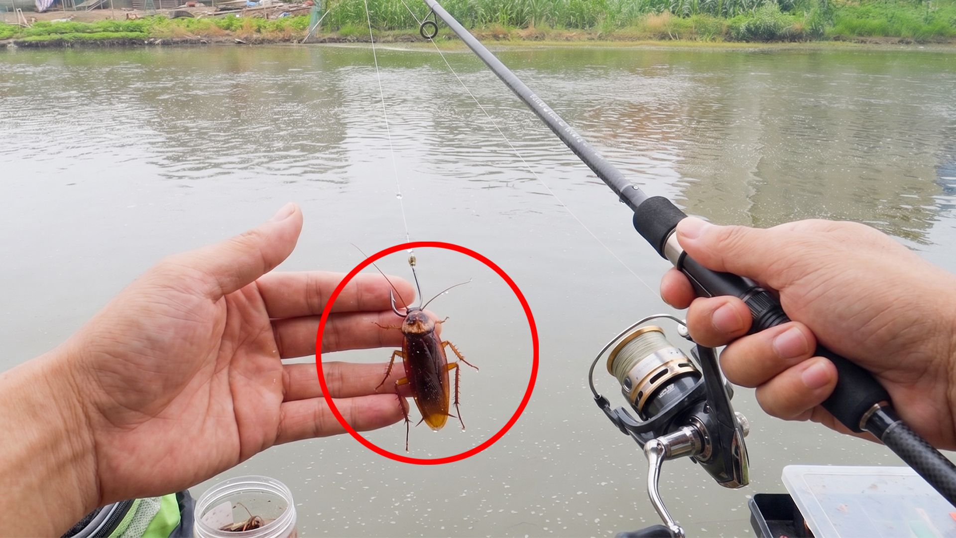 尝试用蟑螂当鱼饵，能钓到鱼吗？