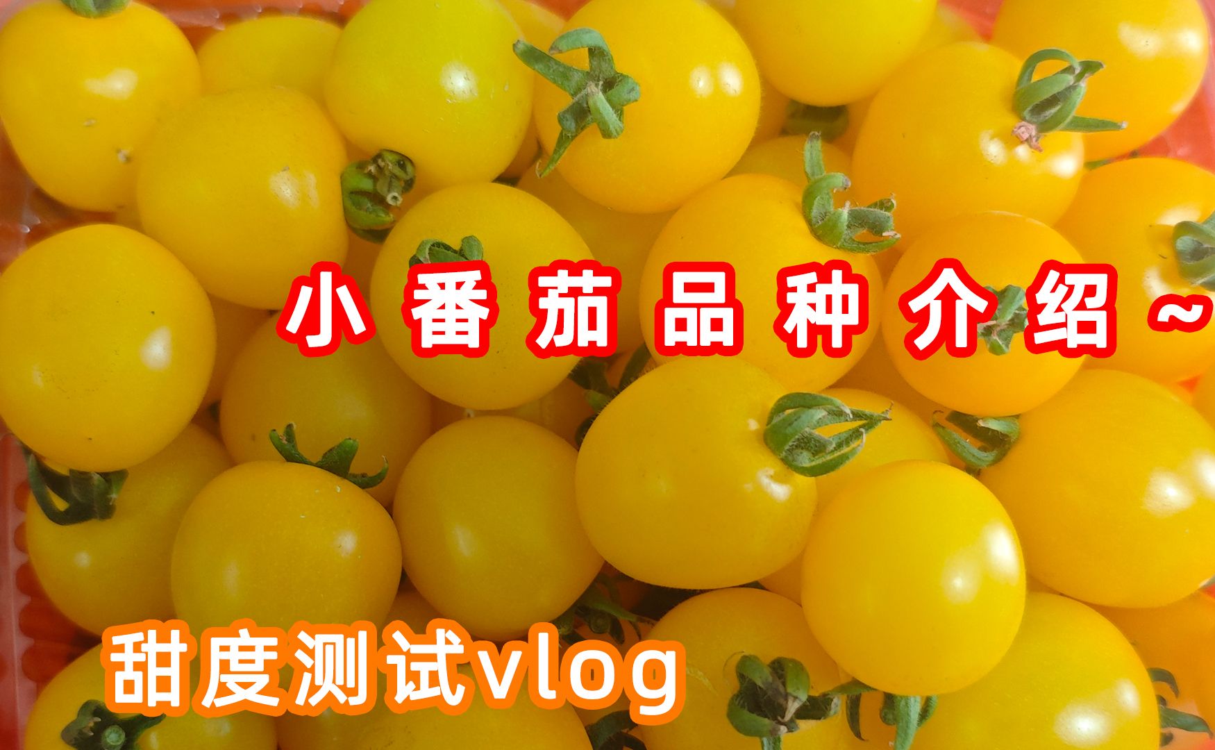 小番茄测评糖分以及品种介绍