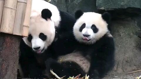 几个月会爬了 09683514087b095124a38d8ca266f3762850a836.jpg@480w_270h_1c