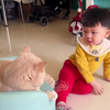被人类幼崽逼疯的猫咪，脑瓜子嗡嗡的
