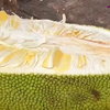 泰国水果皇后菠萝蜜
