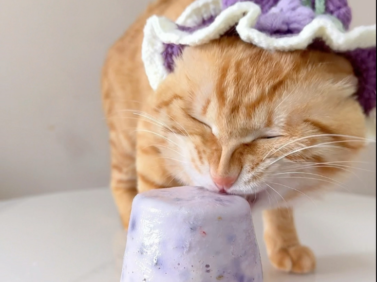 《🐈罐头制作教程➕挖机橘猫沉浸式啃罐头》