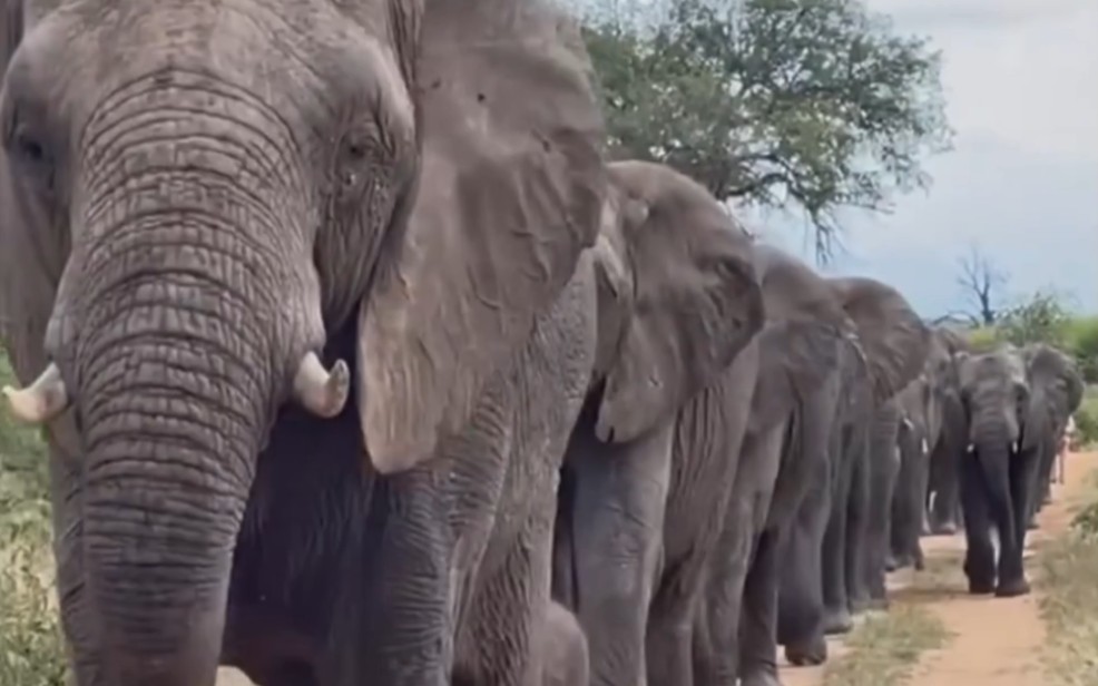 真正的大象漫步，一眼望不到头！