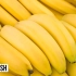 【SCIShow】香蕉要被真菌干掉了【6小时字幕组】